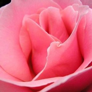 Meet your Posher, Inger